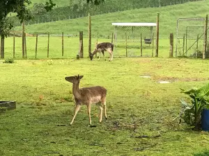 Deer Story Museum