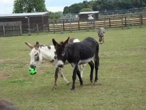 The Wonkey Donkey Visitor's Centre