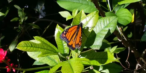 Tom Allen Memorial Butterfly House