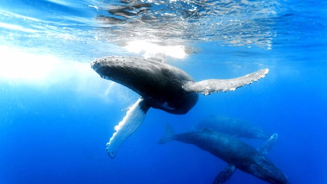 Manta Adventures Inc.