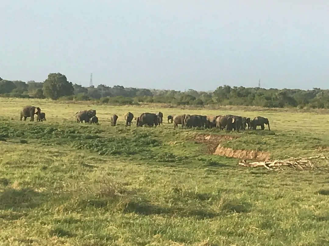 5_Safari Wildtour