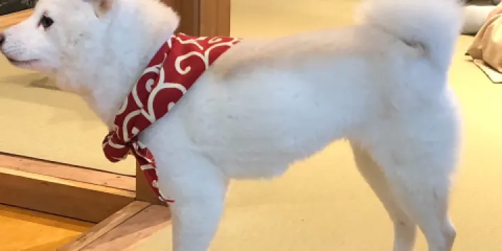 Kurashiki Mameshiba Cafe