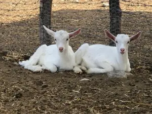 Rancho Caprache