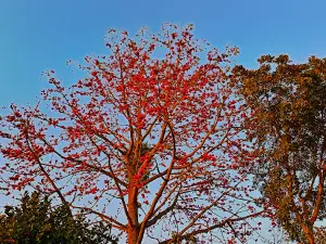 Kantanagar Bazar কান্তনগর বাজার