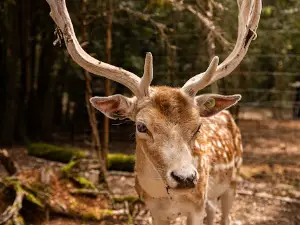 Le Parc Sauvage