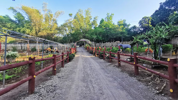 Celossian Flower Farm