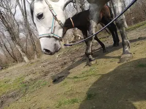 Reka Bol'shoy Nesvetay