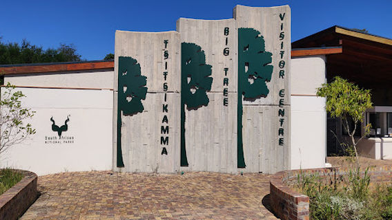 The Big Tree Tsitsikamma