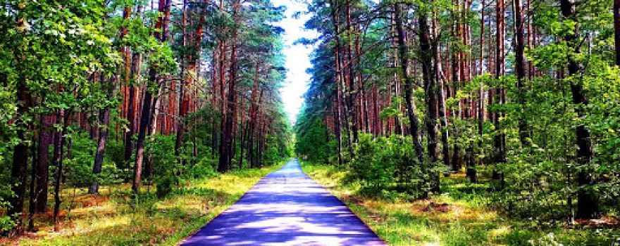 Obszar Ochrony Ścisłej "Wilków"