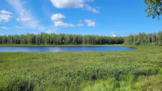 Willow