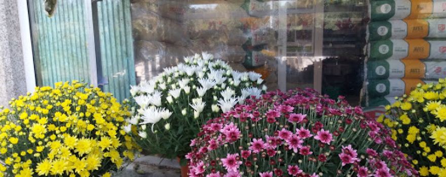 Ambiplanta - Produçao, Comércio de Plantas e Decoração, Lda