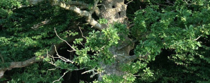 The Lovers Oak