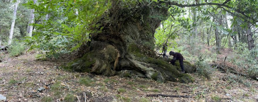 Castagno secolare Ghenna ‘e Creccu