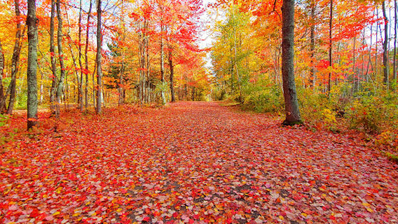 Rotary St-Anselme Park