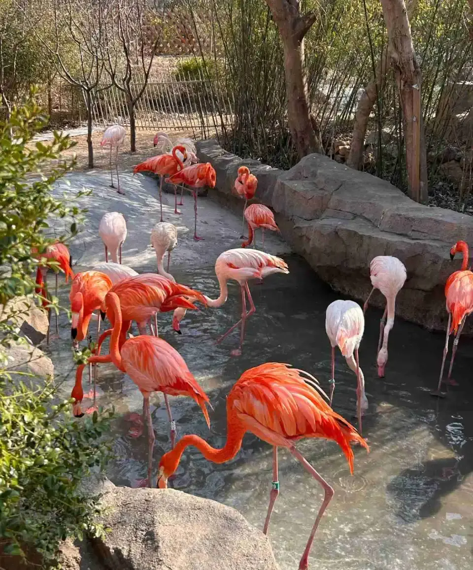 4_Qingdao Forest Wildlife World
