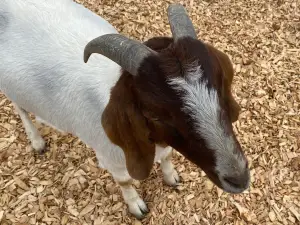 Goats of Glacier