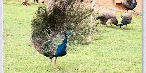 野生動物觀賞園