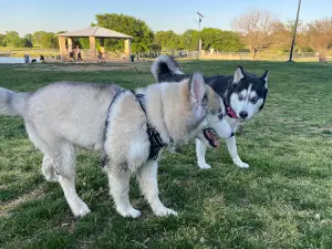 Z Bonz Dog Park