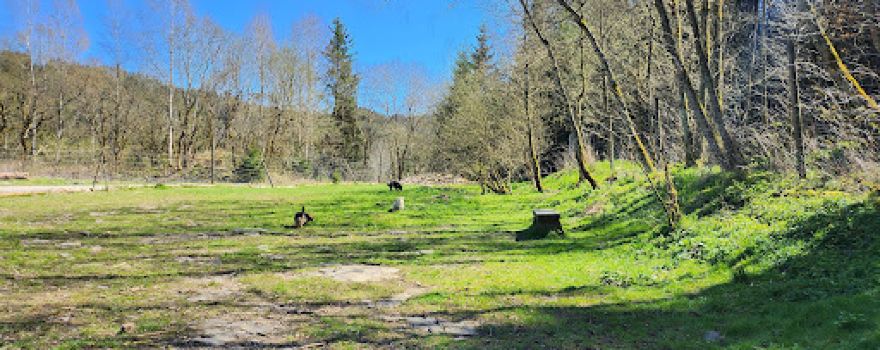 Hundewald Harz