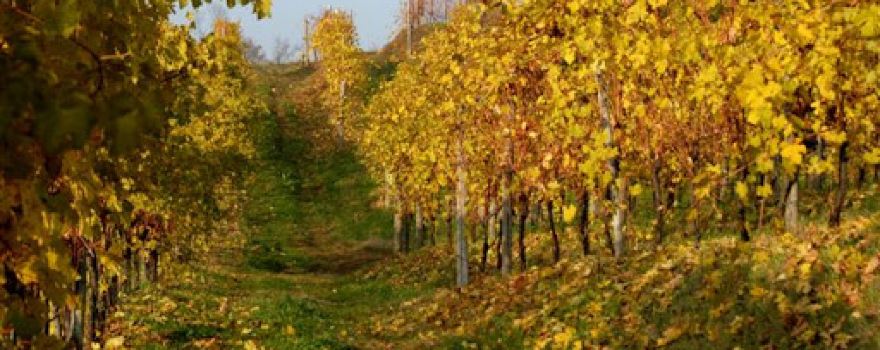 Ancient Cantalupo vineyards Alberto Arlunno & C. S.S.