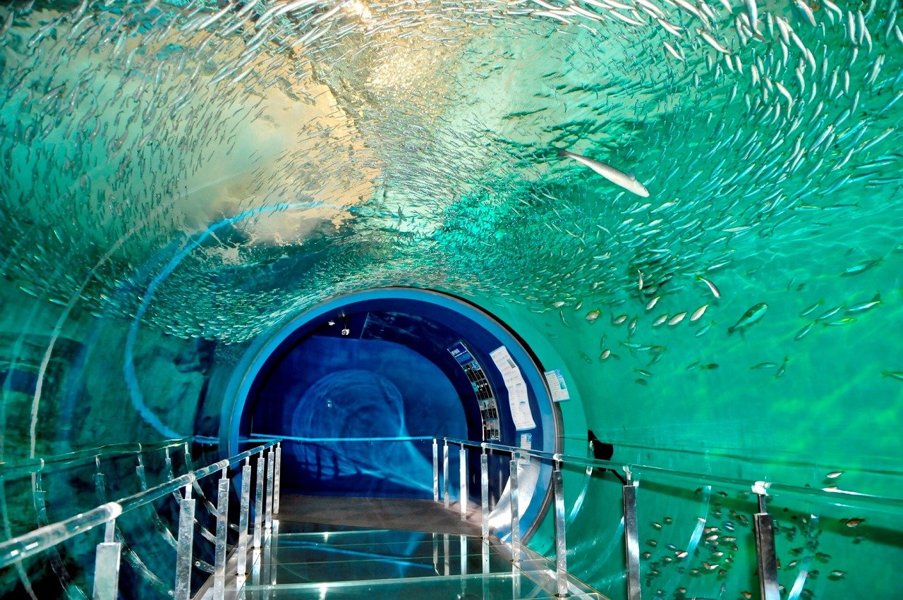 最新】市立しものせき水族館 海響館 - チケット、営業時間、口コミ