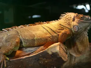 Educational Park-Zoo Exotic Kaszuba