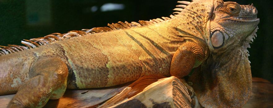 Educational Park-Zoo Exotic Kaszuba