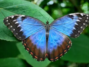 Butterfly World Ltd