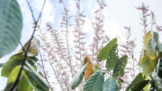 Lydgate Farms Chocolate Tours