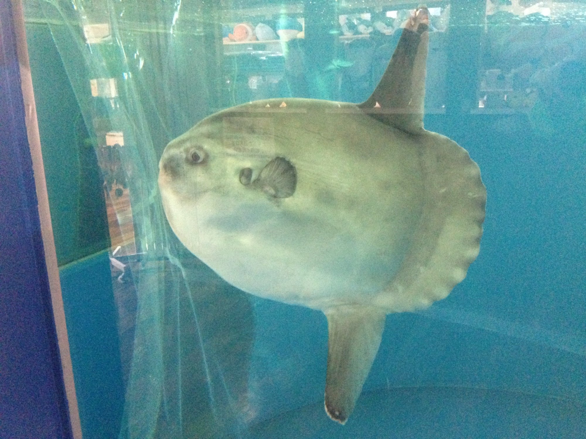 福井 越前松島水族館 入館Eチケット 予約