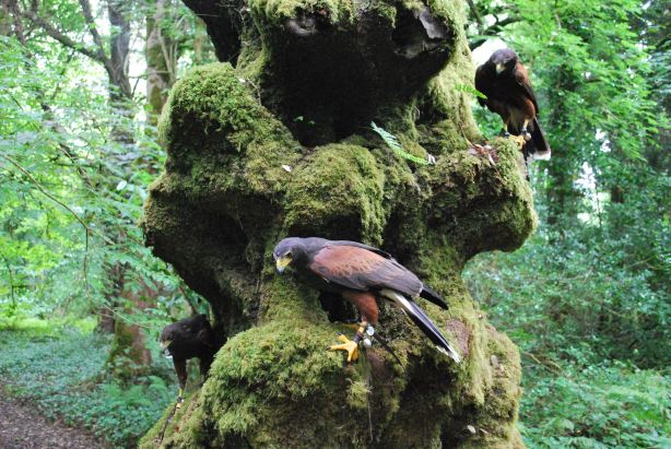 Ireland’s School of Falconry