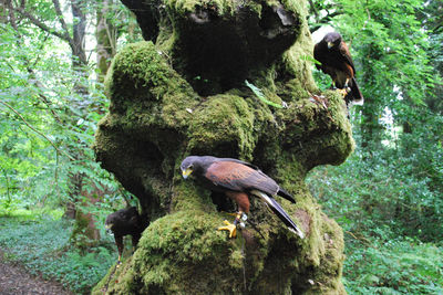 Ireland’s School of Falconry