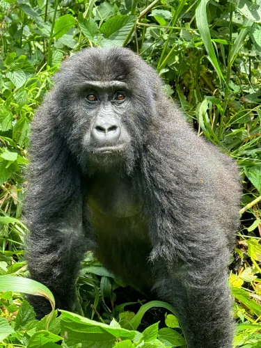 Bukavu