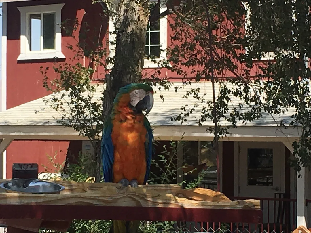 Sierra Nevada Zoological Park Tickets 2025 Promos Prices Reviews 0HJ3i12000h9xps5uD85D W 1440 810 Q80.webp