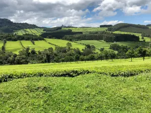 Tea plantations