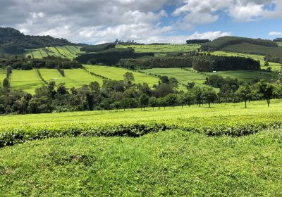 Tea plantations