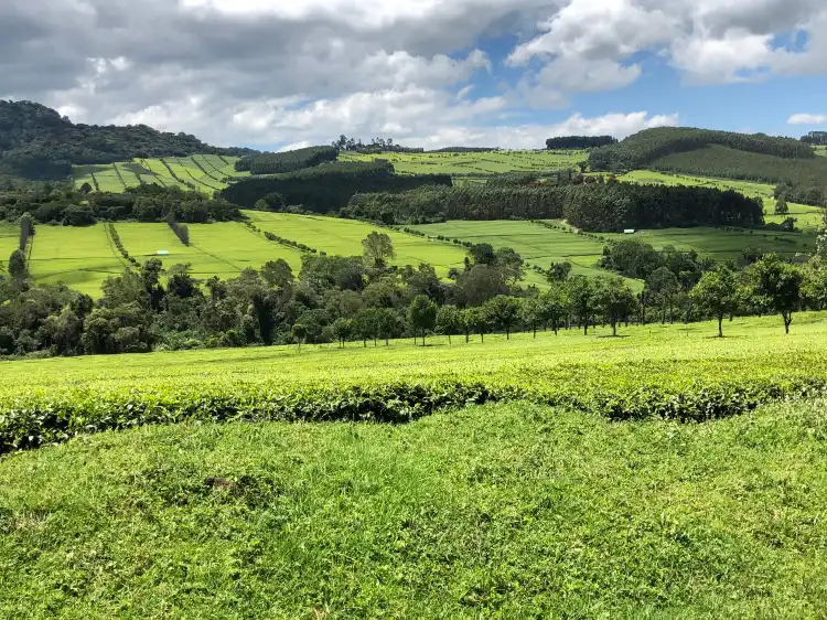 Kericho