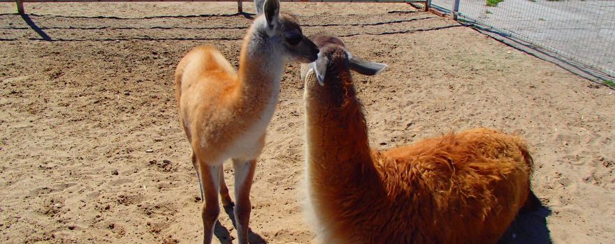 Gorki Zoo