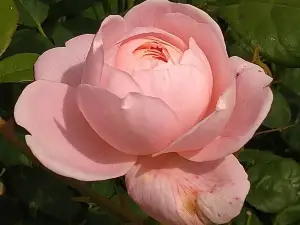 Rosenhaven