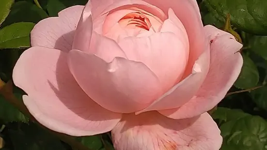 Rosenhaven