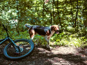 Boo Mountain Bike Park