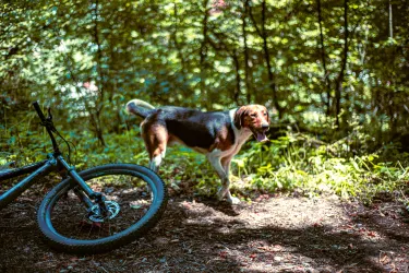 Boo Mountain Bike Park