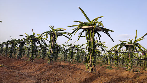 Shree Revansiddha Dragon Fruit Farm