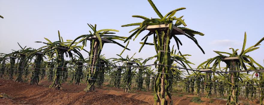 Shree Revansiddha Dragon Fruit Farm