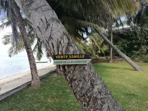 Linda Plantation de Vanille
