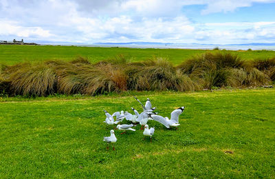 Kuranui Bay Reserve