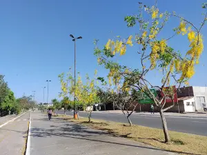 Grove of Arapiracas