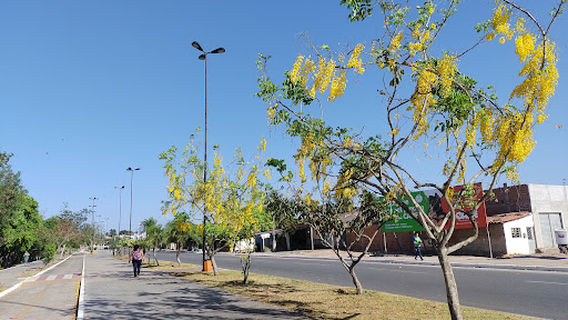 Arapiraca