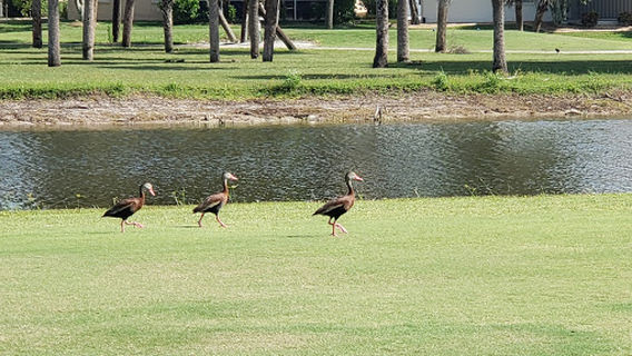 Seminole Lakes Country Club