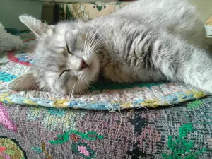 Obshchestvo "Yelochka"